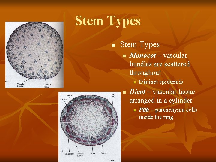 Stem Types n Monocot – vascular bundles are scattered throughout n n Distinct epidermis