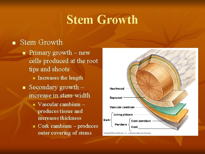 Stem Growth n Primary growth – new cells produced at the root tips and