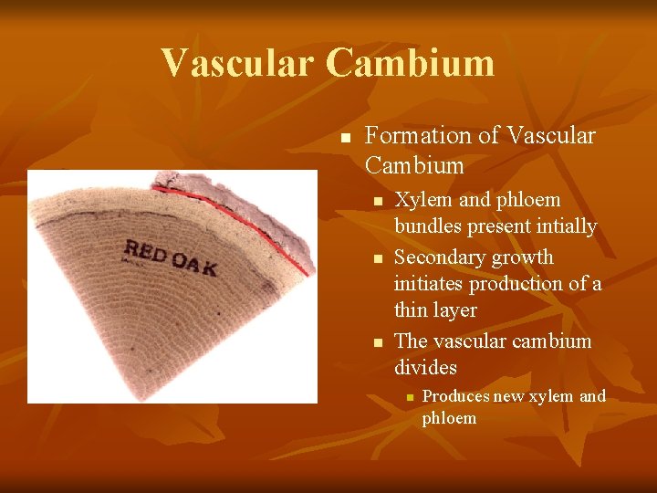 Vascular Cambium n Formation of Vascular Cambium n n n Xylem and phloem bundles