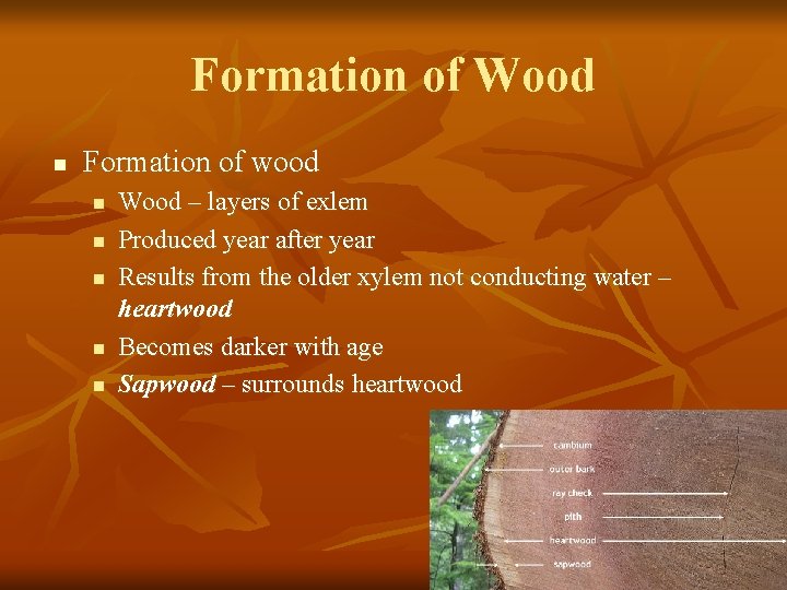 Formation of Wood n Formation of wood n n n Wood – layers of