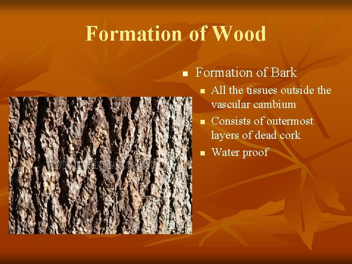 Formation of Wood n Formation of Bark n n n All the tissues outside