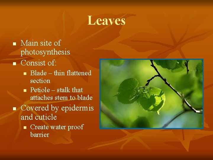 Leaves n n Main site of photosynthesis Consist of: n n n Blade –