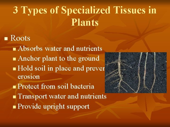 3 Types of Specialized Tissues in Plants n Roots Absorbs water and nutrients n