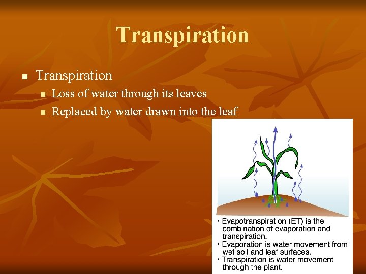 Transpiration n n Loss of water through its leaves Replaced by water drawn into