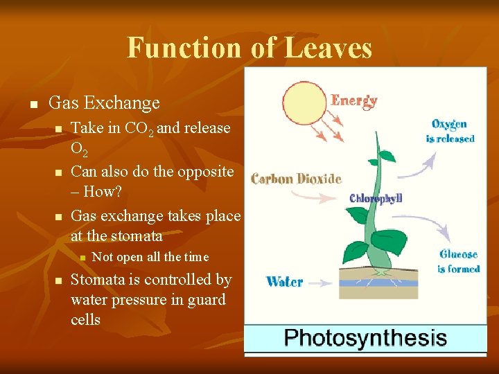 Function of Leaves n Gas Exchange n n n Take in CO 2 and