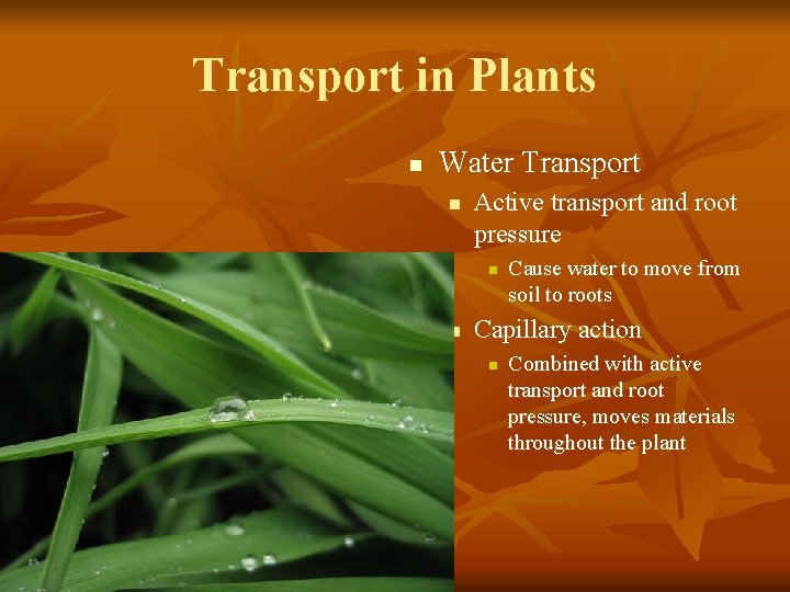 Transport in Plants n Water Transport n Active transport and root pressure n n