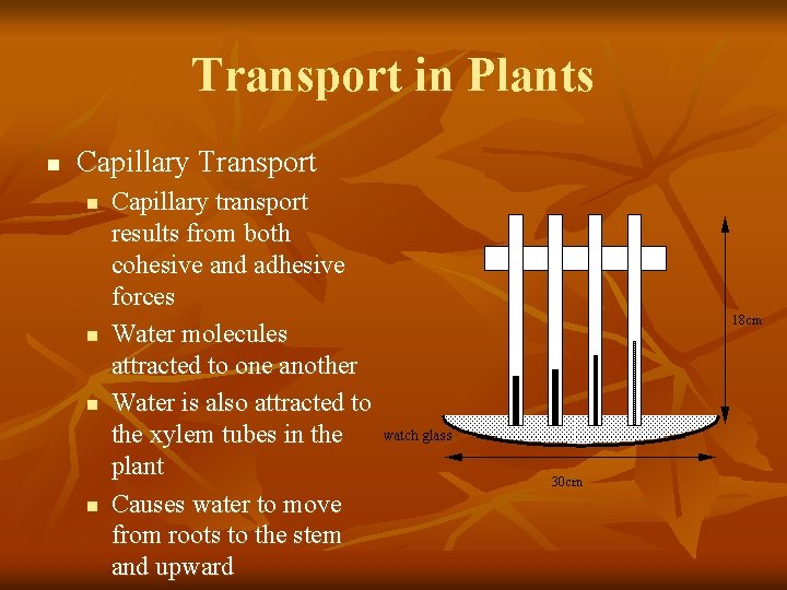 Transport in Plants n Capillary Transport n n Capillary transport results from both cohesive