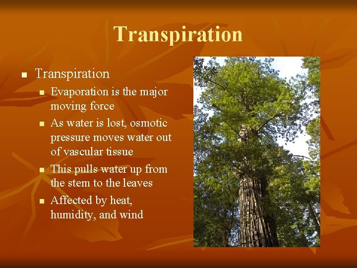 Transpiration n n n n Evaporation is the major moving force As water is