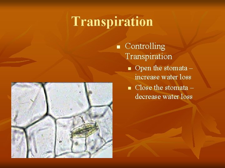 Transpiration n Controlling Transpiration n n Open the stomata – increase water loss Close