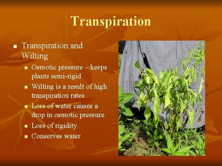 Transpiration n Transpiration and Wilting n n n Osmotic pressure – keeps plants semi-rigid