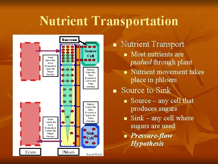 Nutrient Transportation n Nutrient Transport n n n Most nutrients are pushed through plant