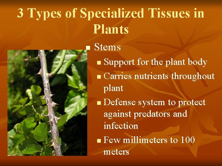 3 Types of Specialized Tissues in Plants n Stems Support for the plant body