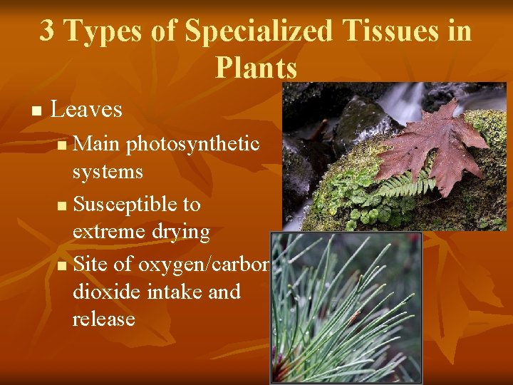 3 Types of Specialized Tissues in Plants n Leaves Main photosynthetic systems n Susceptible