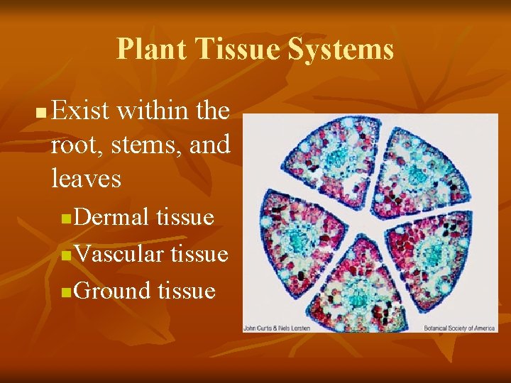 Plant Tissue Systems n Exist within the root, stems, and leaves Dermal tissue n