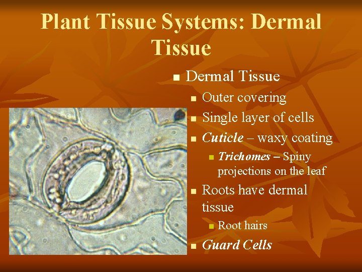 Plant Tissue Systems: Dermal Tissue n n n Outer covering Single layer of cells