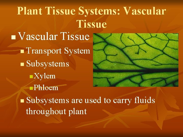 Plant Tissue Systems: Vascular Tissue n Vascular Tissue Transport System n Subsystems n Xylem