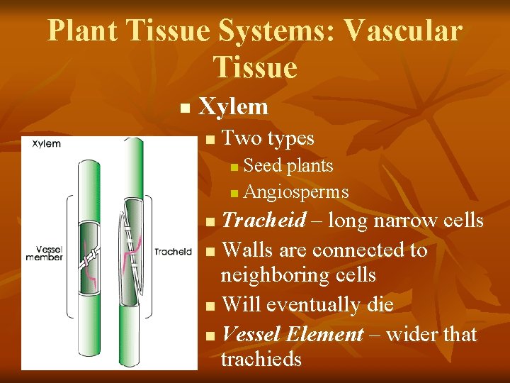 Plant Tissue Systems: Vascular Tissue n Xylem n Two types Seed plants n Angiosperms