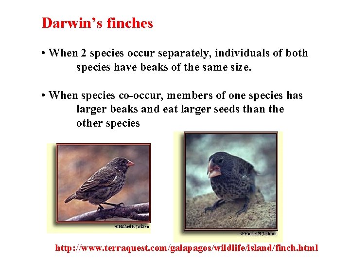 Darwin’s finches • When 2 species occur separately, individuals of both species have beaks