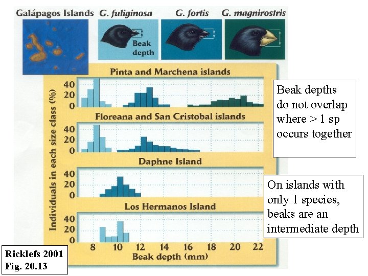 Beak depths do not overlap where > 1 sp occurs together On islands with