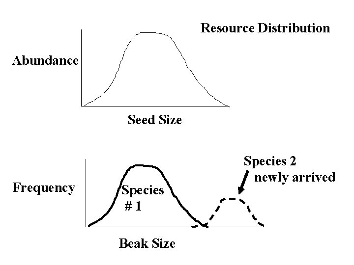 Resource Distribution Abundance Seed Size Frequency Species #1 Beak Size Species 2 newly arrived