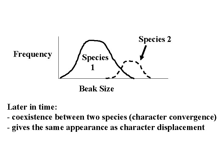 Species 2 Frequency Species 1 Beak Size Later in time: - coexistence between two