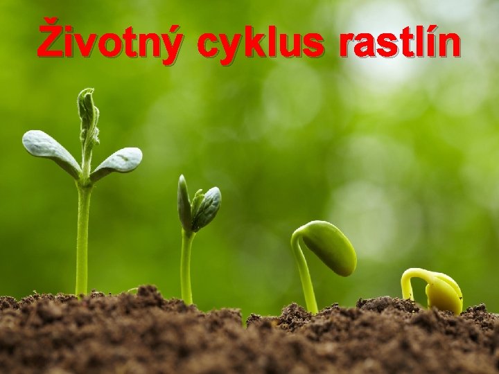 Životný cyklus rastlín 