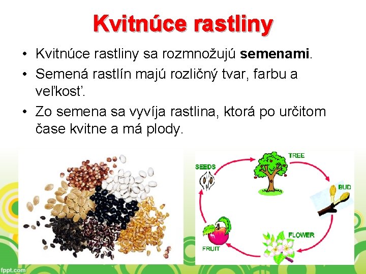 Kvitnúce rastliny • Kvitnúce rastliny sa rozmnožujú semenami. • Semená rastlín majú rozličný tvar,