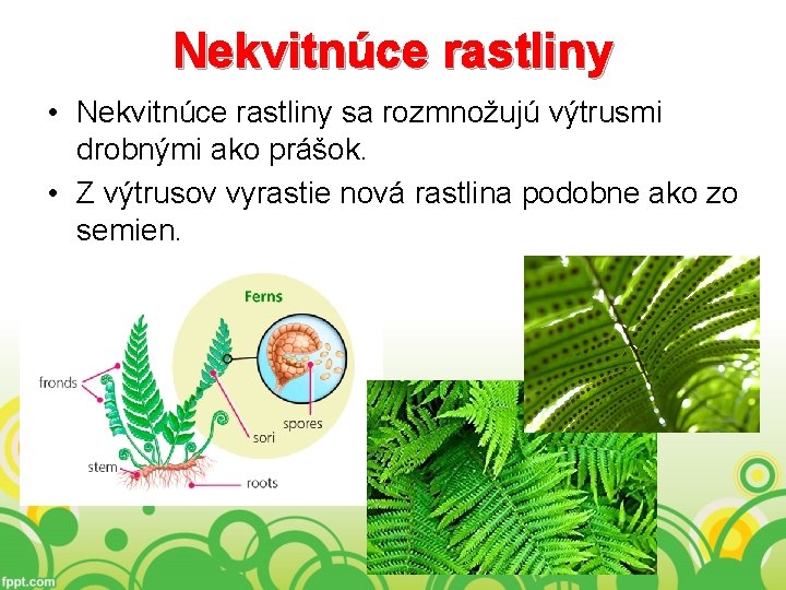 Nekvitnúce rastliny • Nekvitnúce rastliny sa rozmnožujú výtrusmi drobnými ako prášok. • Z výtrusov