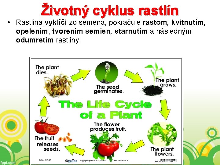 Životný cyklus rastlín • Rastlina vyklíči zo semena, pokračuje rastom, kvitnutím, opelením, tvorením semien,