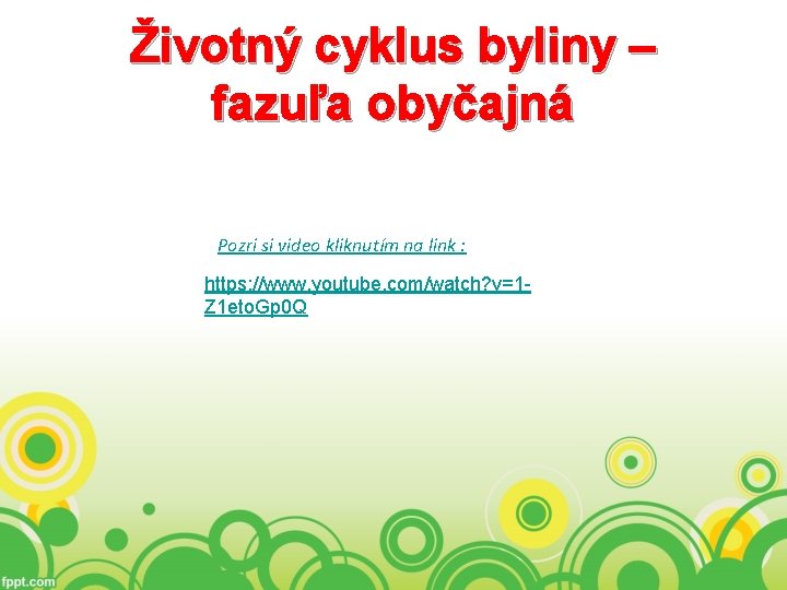 Životný cyklus byliny – fazuľa obyčajná Pozri si video kliknutím na link : https: