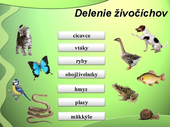 Delenie živočíchov cicavce vtáky ryby obojživelníky hmyz plazy mäkkýše 