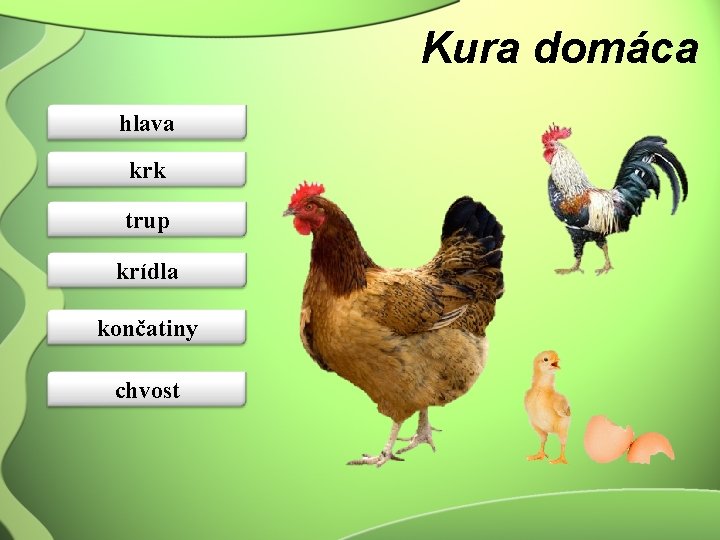 Kura domáca hlava krk trup krídla končatiny chvost 