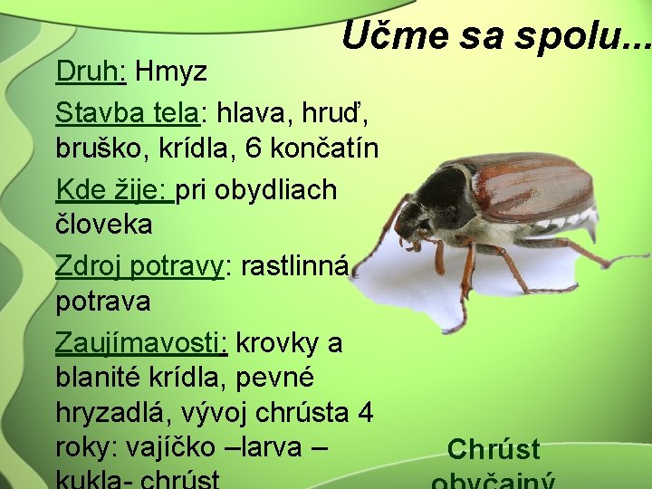 Učme sa spolu. . . Druh: Hmyz Stavba tela: hlava, hruď, bruško, krídla, 6