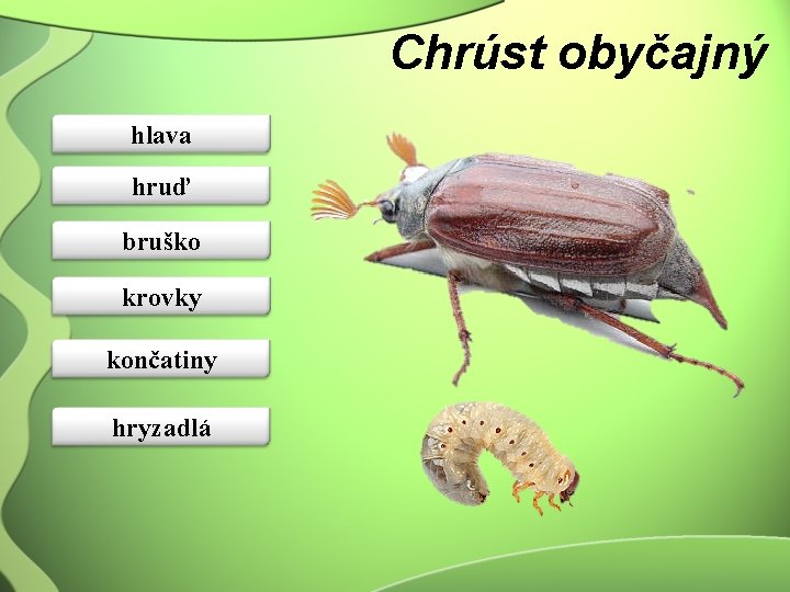 Chrúst obyčajný hlava hruď bruško krovky končatiny hryzadlá 