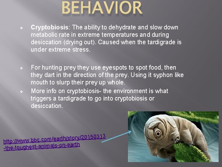 BEHAVIOR v Cryptobiosis: The ability to dehydrate and slow down metabolic rate in extreme