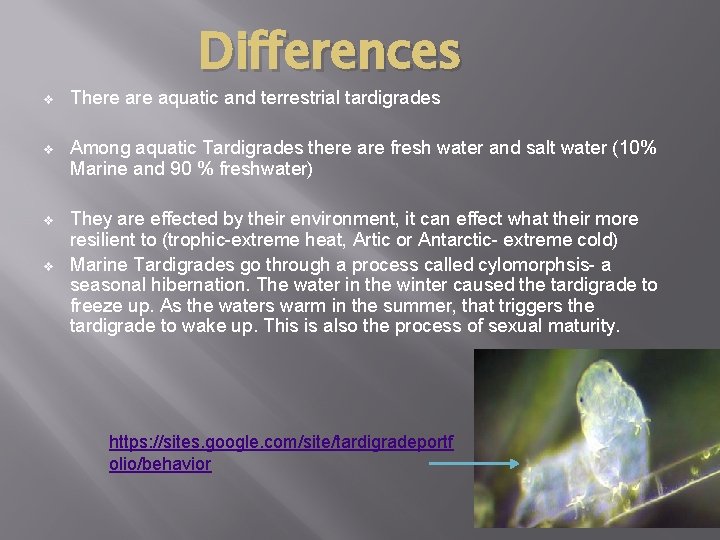 Differences v There aquatic and terrestrial tardigrades v Among aquatic Tardigrades there are fresh