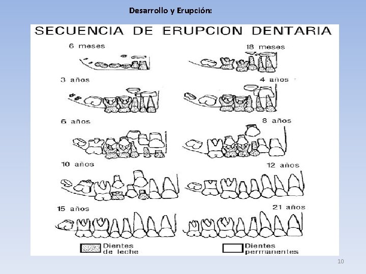 Desarrollo y Erupción: 10 