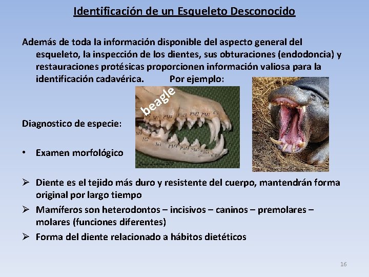 Identificación de un Esqueleto Desconocido Además de toda la información disponible del aspecto general