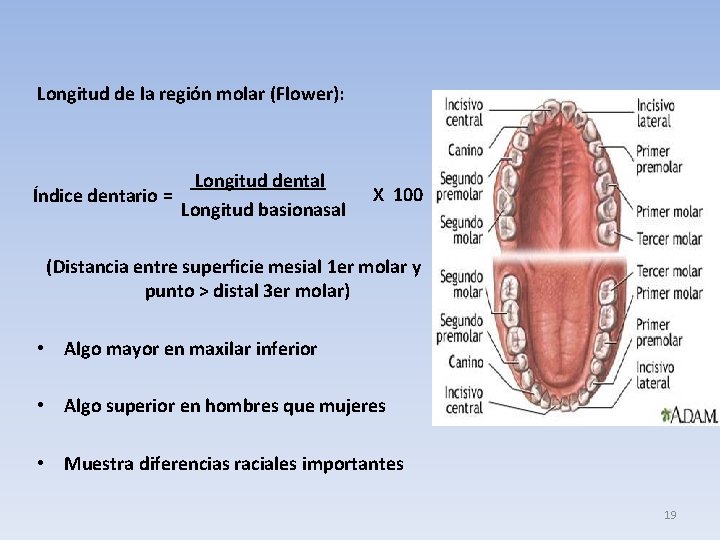 Longitud de la región molar (Flower): Longitud dental Índice dentario = Longitud basionasal X