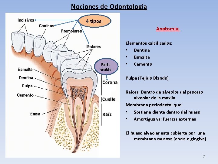 Nociones de Odontología 4 tipos: Anatomía: Parte visible: Elementos calcificados: • Dentina • Esmalte