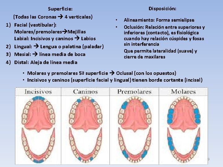 1) 2) 3) 4) Superficie: (Todas las Coronas 4 verticales) Facial (vestíbular): Molares/premolares Mejillas