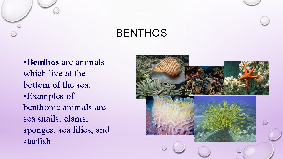 BENTHOS • Benthos are animals which live at the bottom of the sea. •