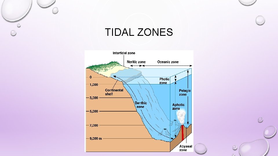 TIDAL ZONES 