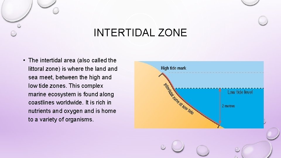 INTERTIDAL ZONE • The intertidal area (also called the littoral zone) is where the