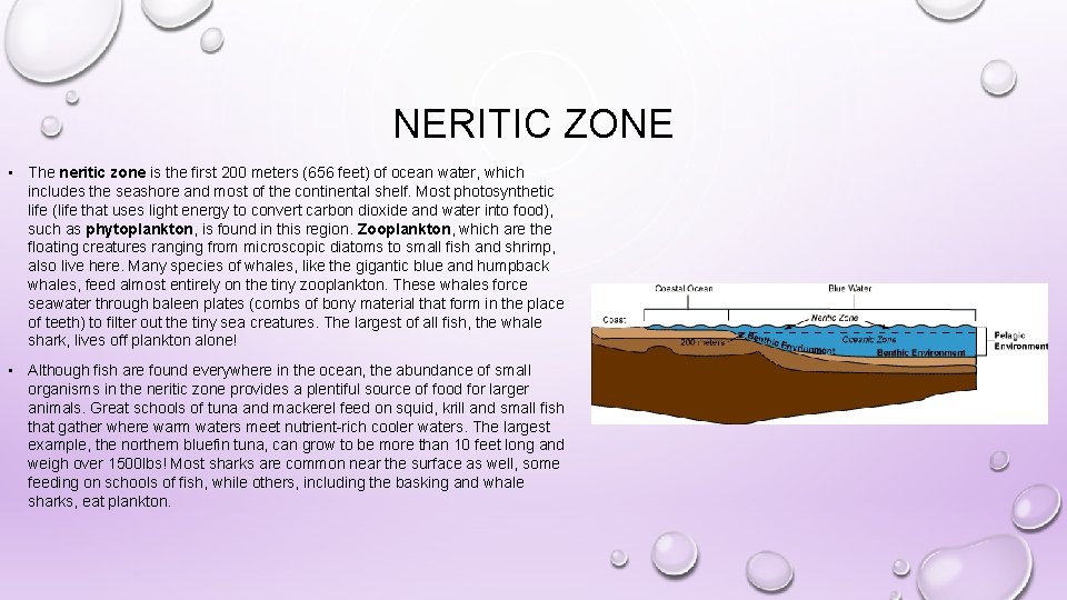 NERITIC ZONE • The neritic zone is the first 200 meters (656 feet) of