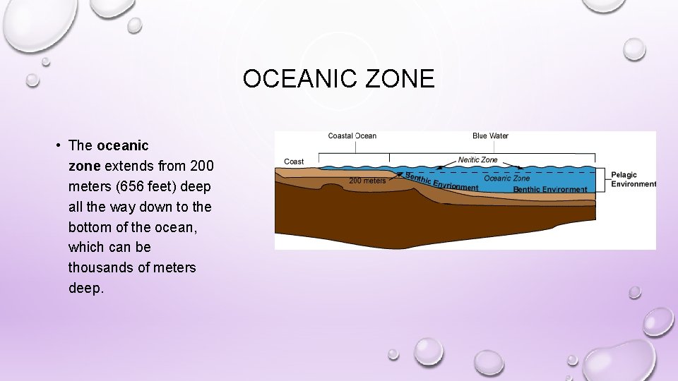 OCEANIC ZONE • The oceanic zone extends from 200 meters (656 feet) deep all