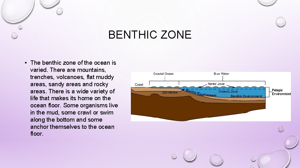 BENTHIC ZONE • The benthic zone of the ocean is varied. There are mountains,