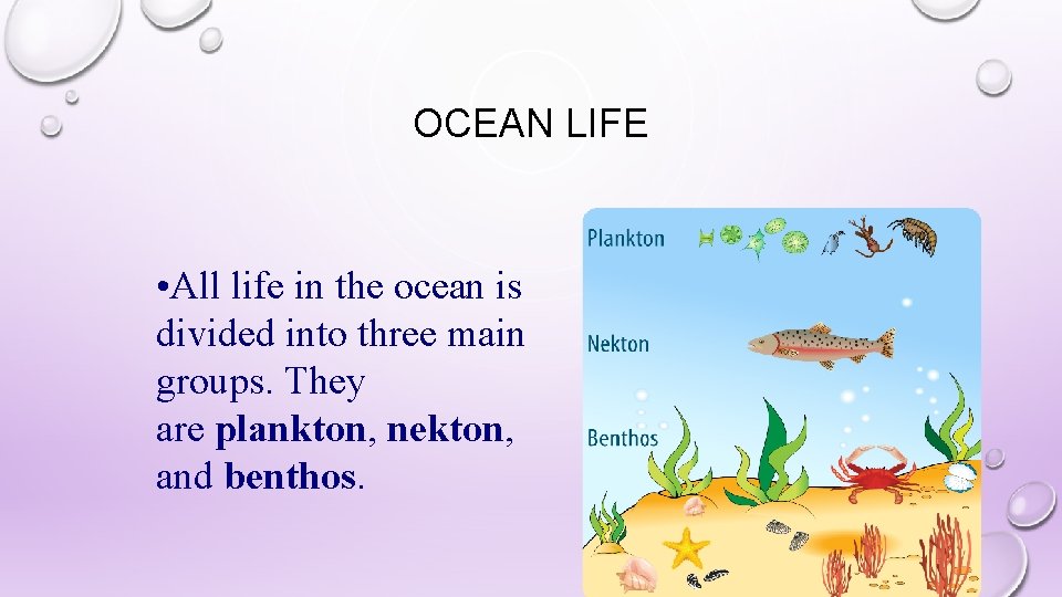 OCEAN LIFE • All life in the ocean is divided into three main groups.