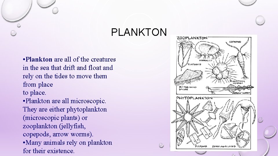 PLANKTON • Plankton are all of the creatures in the sea that drift and