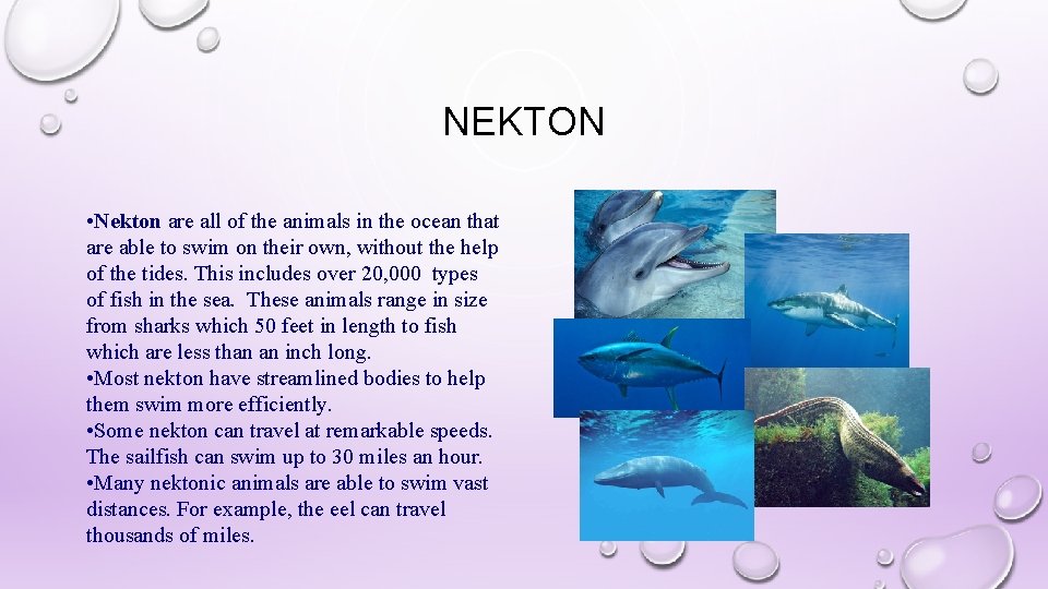 NEKTON • Nekton are all of the animals in the ocean that are able